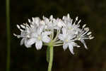 Speckled wood-lily <BR>White clintonia